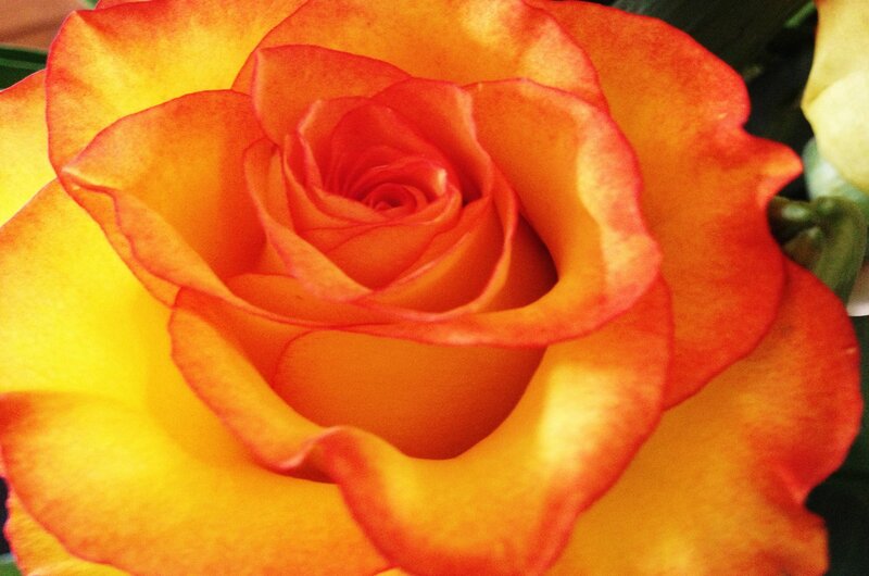 Orange and Yellow Rose — Calm, Photograph, Petals