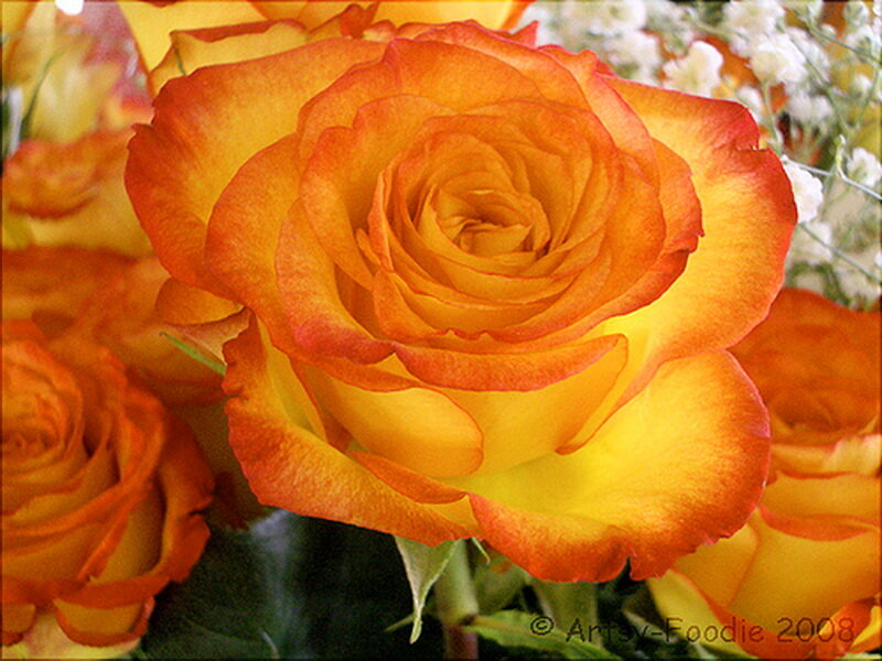 Orange and Yellow Rose — Calm, Photograph