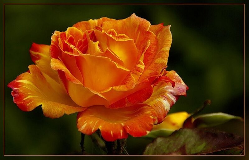 Orange and Yellow Rose — Calm