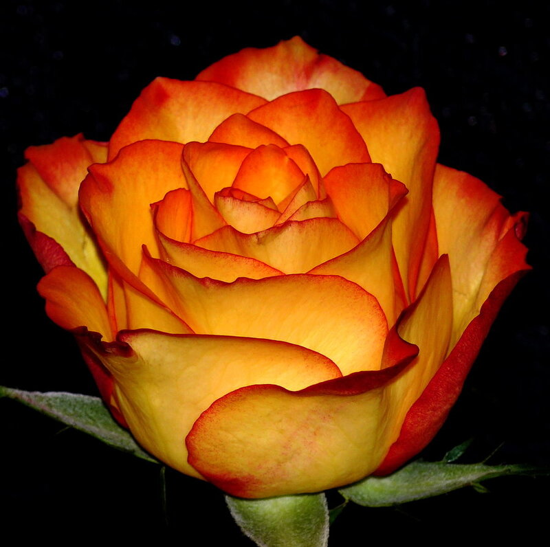 Orange and Yellow Rose — Dramatic, Night