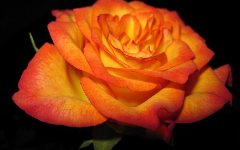 Orange and Yellow Rose — Dramatic, Photograph, Petals, Stem