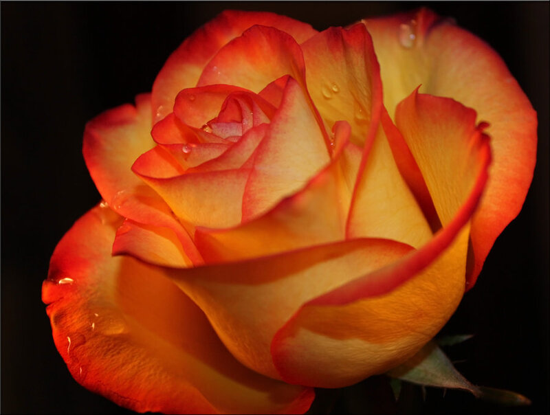 Orange and Yellow Rose — Dramatic, Photograph, Petals