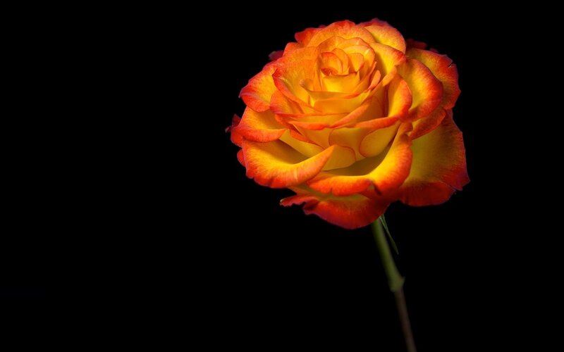 Orange and Yellow Rose — Dramatic, Photograph, Stem