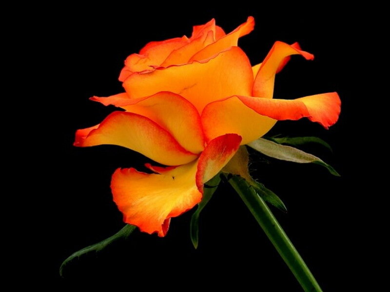Orange and Yellow Rose — Dramatic, Photograph