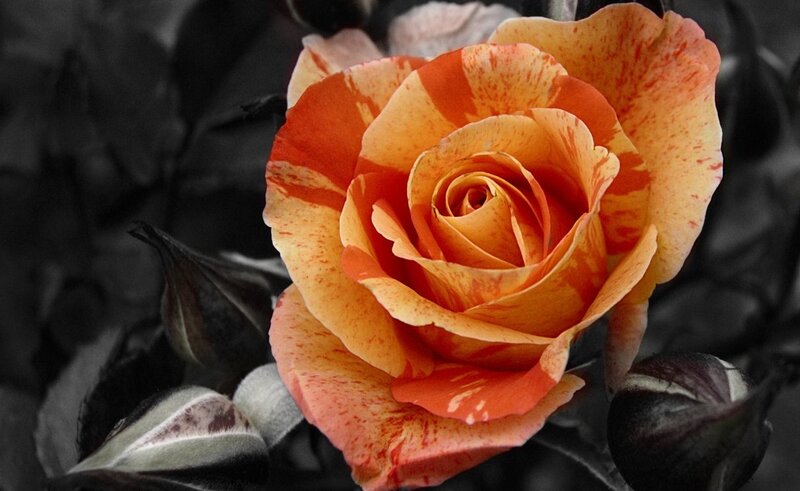 Orange and Yellow Rose — Dramatic