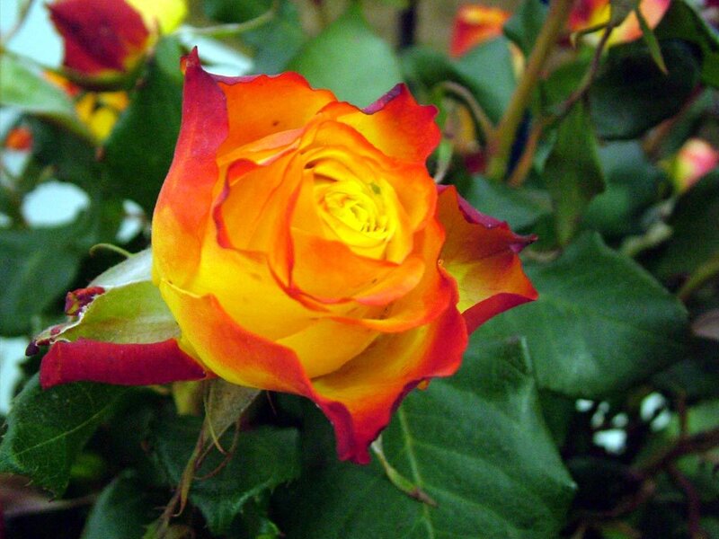 Orange and Yellow Rose — Natural, Photograph