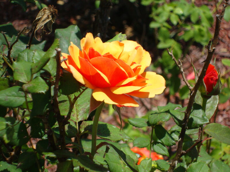 Orange and Yellow Rose — Natural