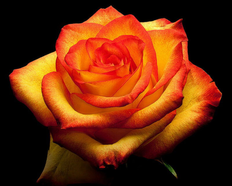 Orange and Yellow Rose — Red, Dramatic