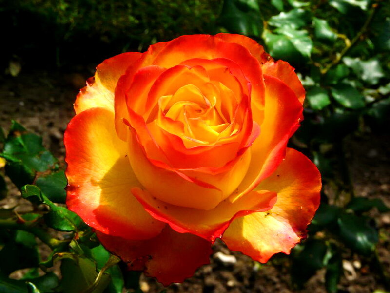 Orange and Yellow Rose — Red