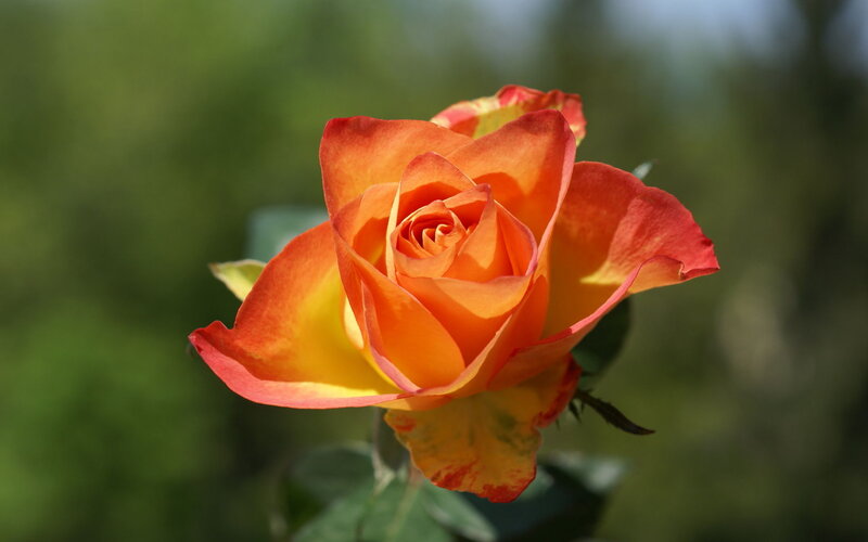 Orange and Yellow Rose — Serene, Afternoon
