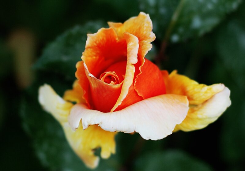 Orange and Yellow Rose — Serene, Photograph