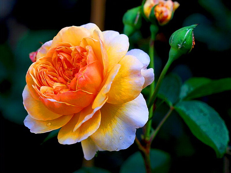 Orange and Yellow Rose — Serene