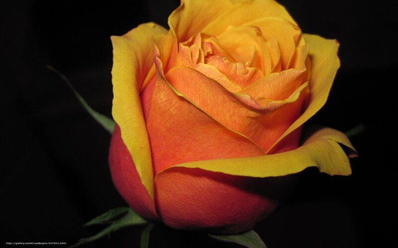 orange and yellow rose