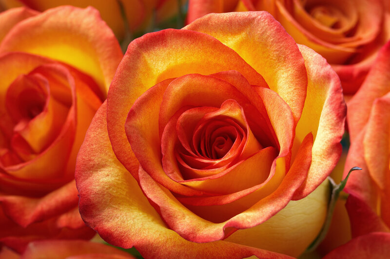 Orange and Yellow Rose — Vibrant