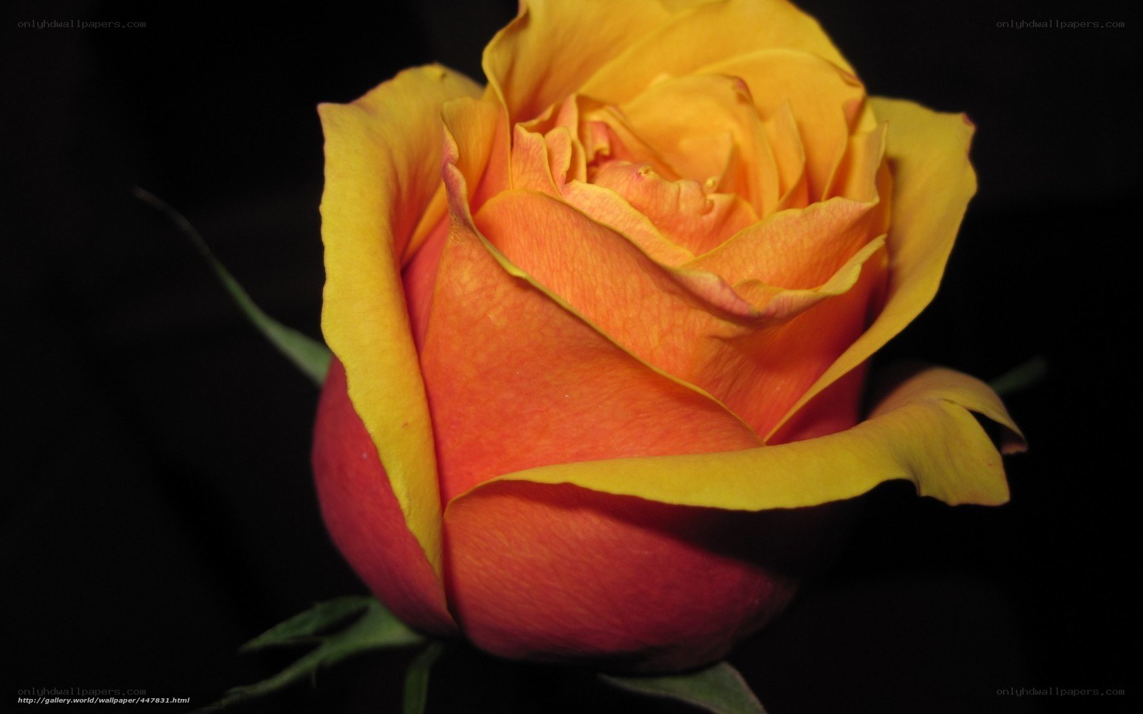 orange and yellow rose