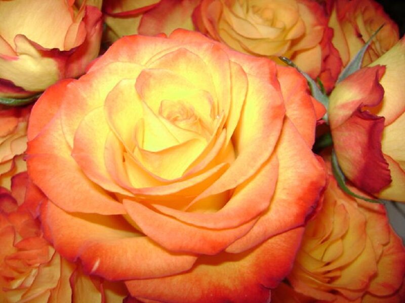 Orange and Yellow Roses — Calm