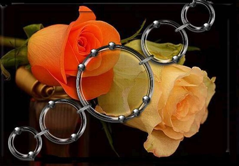 Orange and Yellow Roses — Dramatic, Photograph