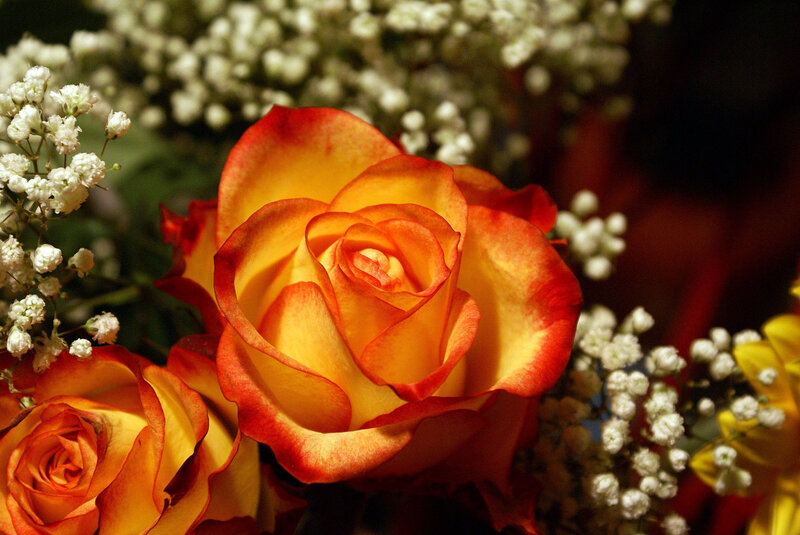 Orange and Yellow Roses — Dramatic