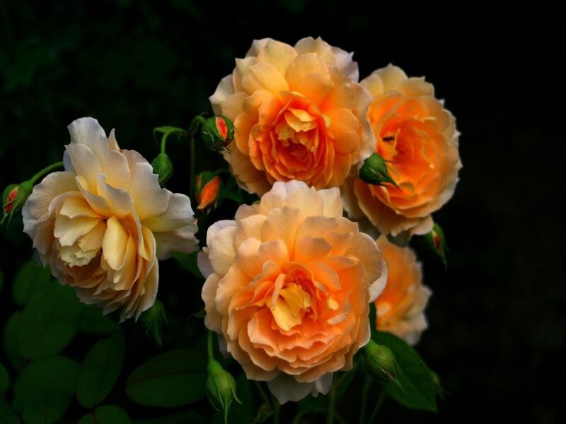 Orange and Yellow Roses — Serene