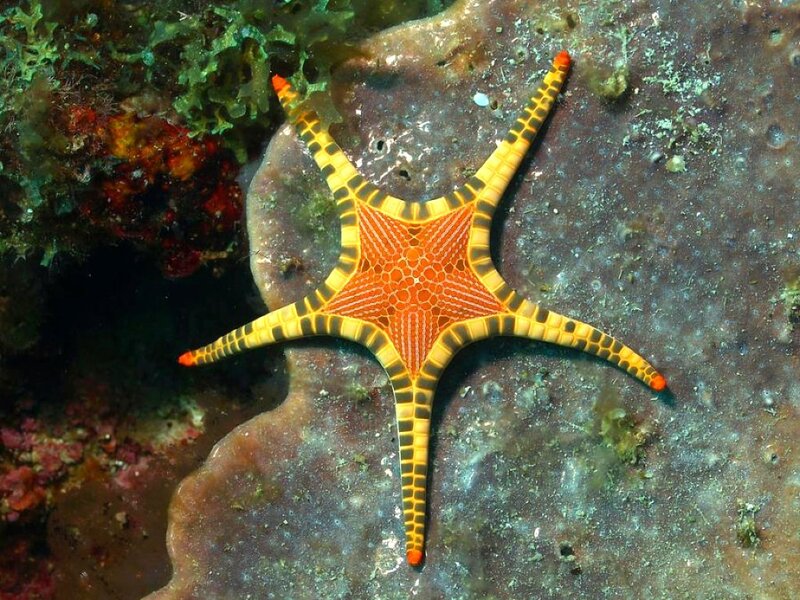 Orange and Yellow Starfish