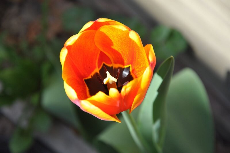 Orange and Yellow Tulip — Calm, Afternoon