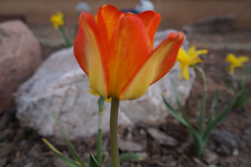 Orange and Yellow Tulip — Calm, Spring