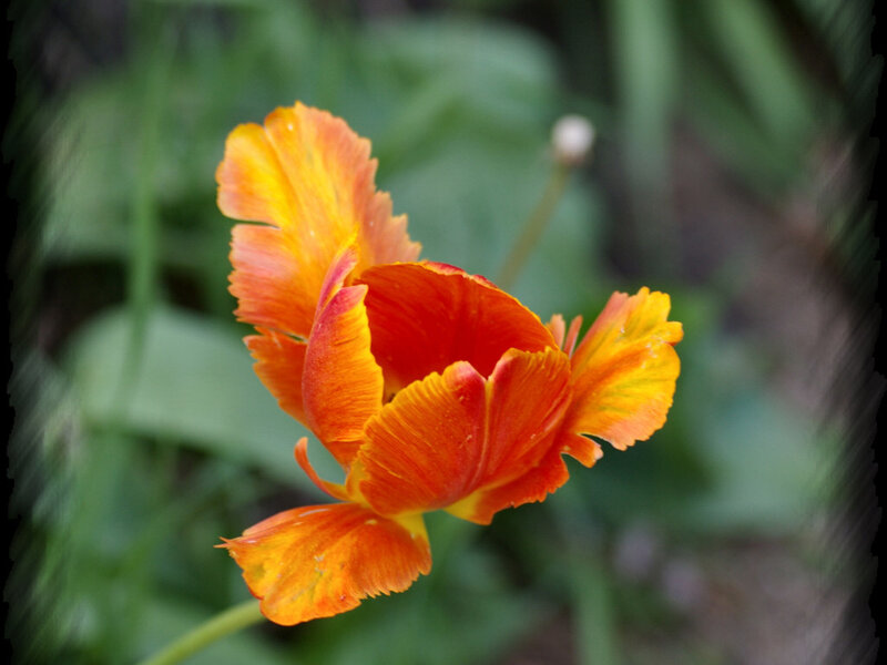 Orange and Yellow Tulip — Calm