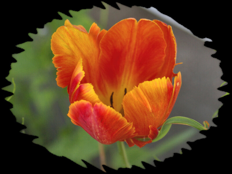 Orange and Yellow Tulip