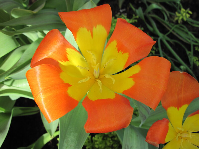 Orange and Yellow Tulip — Vibrant, Afternoon