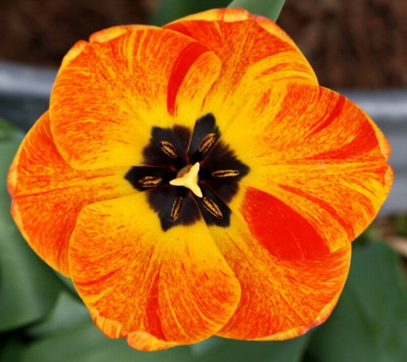 Orange and Yellow Tulip — Vibrant