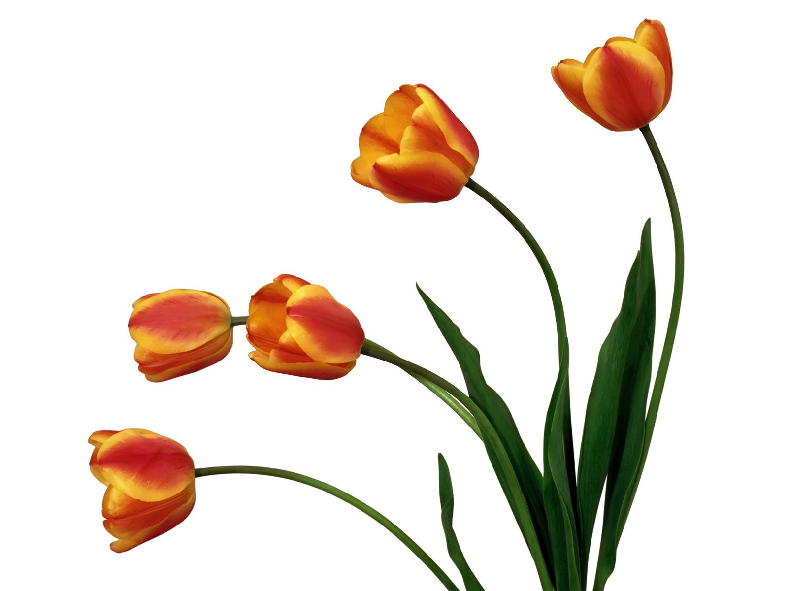 orange and yellow tulips