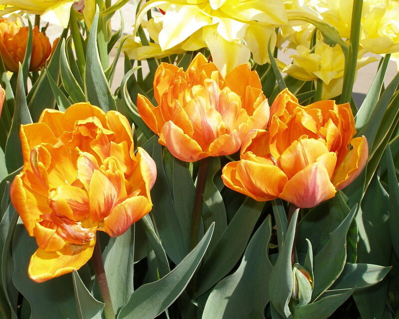 Orange and Yellow Tulips — Bright, Afternoon