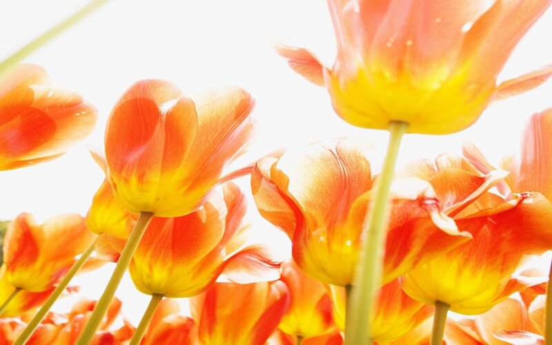 Orange and Yellow Tulips — Bright, Morning