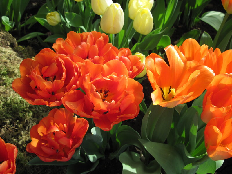 Orange and Yellow Tulips — Bright, Spring
