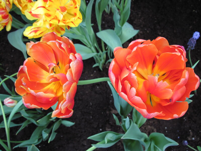 Orange and Yellow Tulips — Calm, Spring, Photograph, Green Leaves