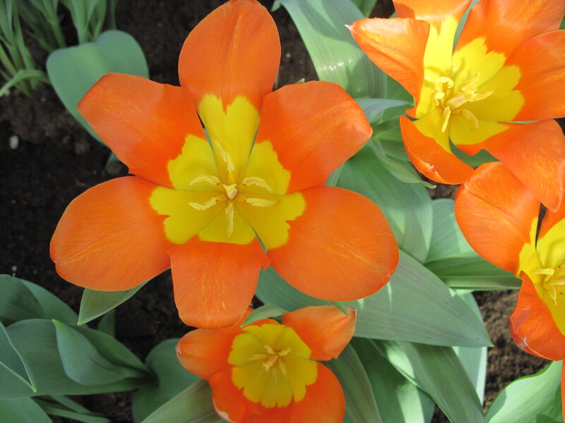 Orange and Yellow Tulips — Calm, Spring, Photograph