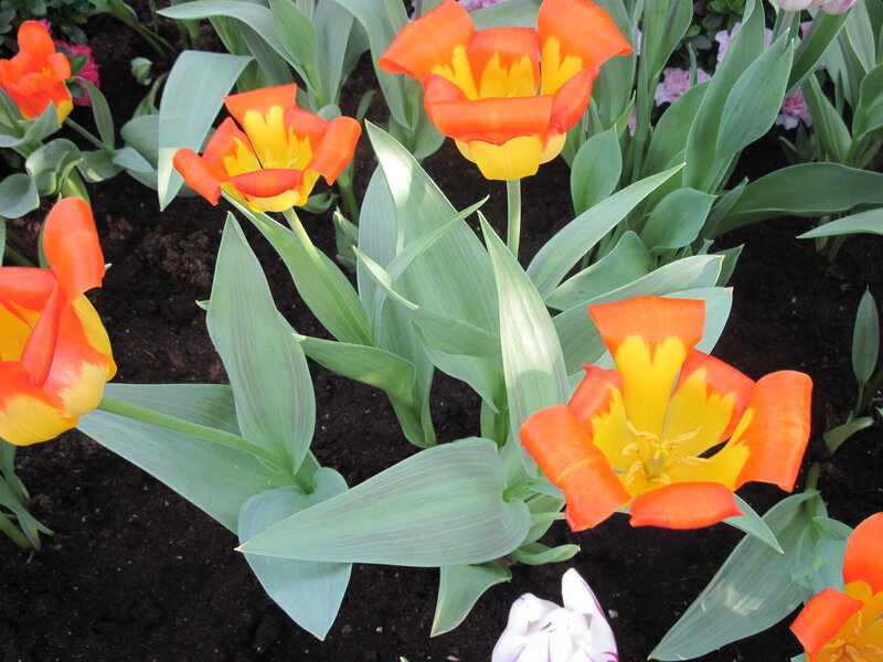 Orange and Yellow Tulips — Calm, Spring