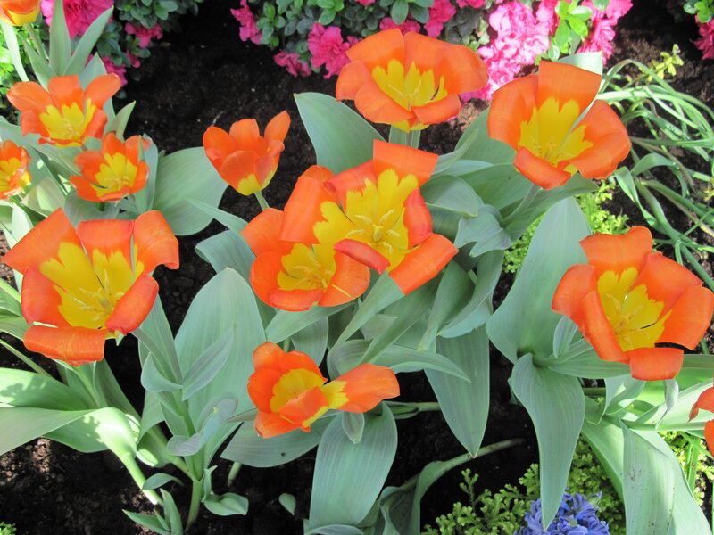 Orange and Yellow Tulips — Calm