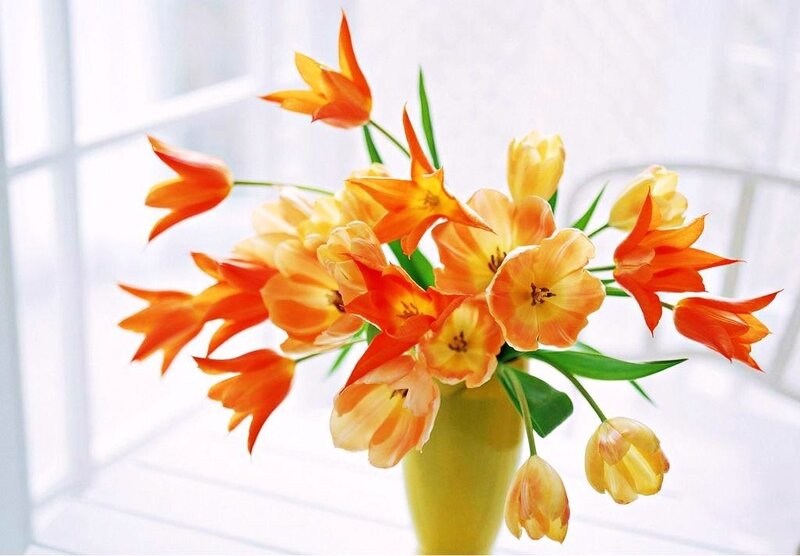 Orange and yellow tulips in a vase