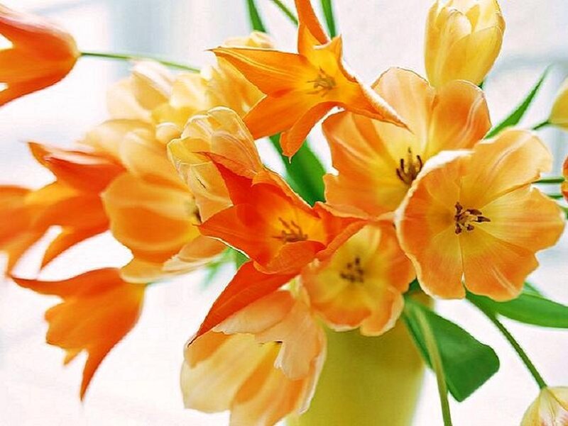 orange and yellow tulips in a vase