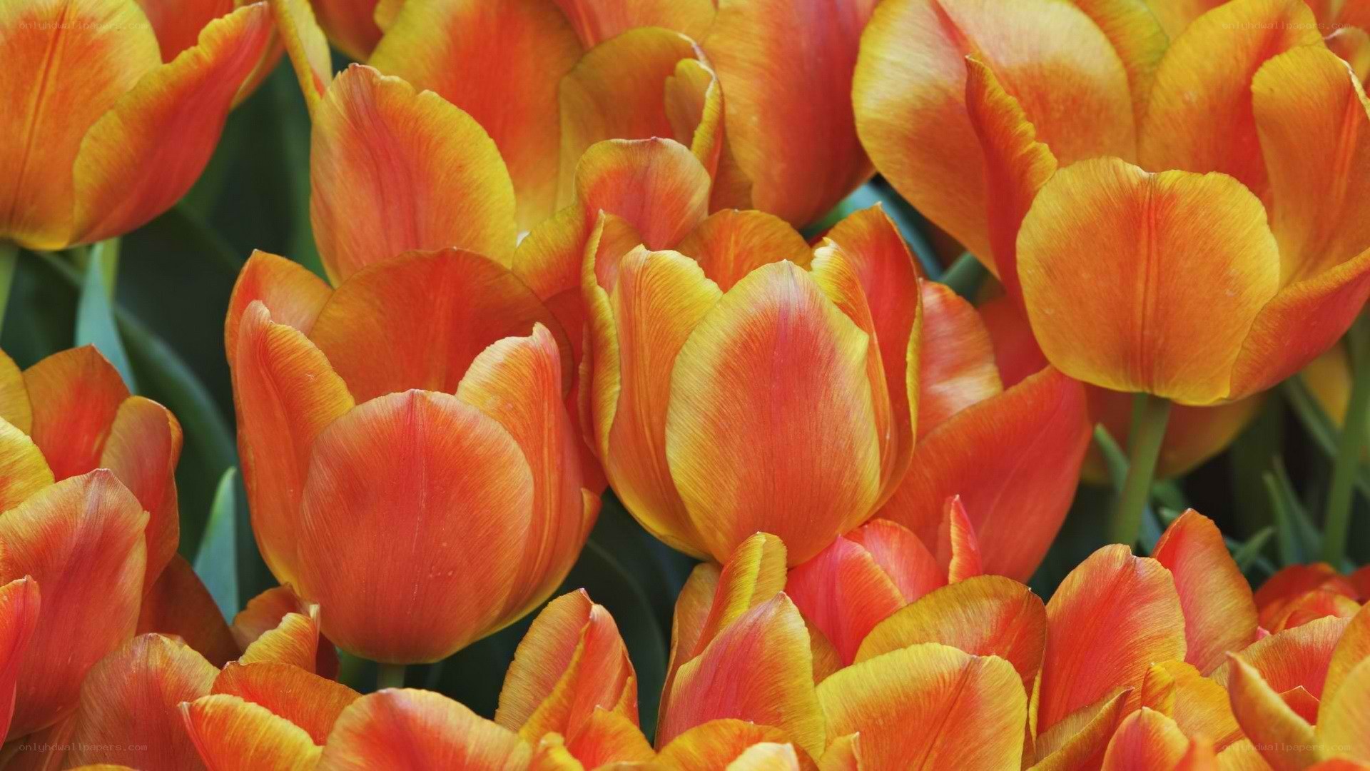 Orange and yellow tulips in bloom