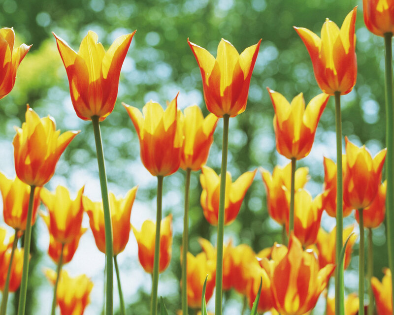 Orange and Yellow Tulips — Serene