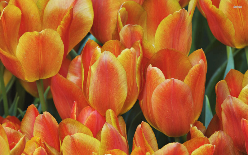 Orange and Yellow Tulips — Vibrant, Spring
