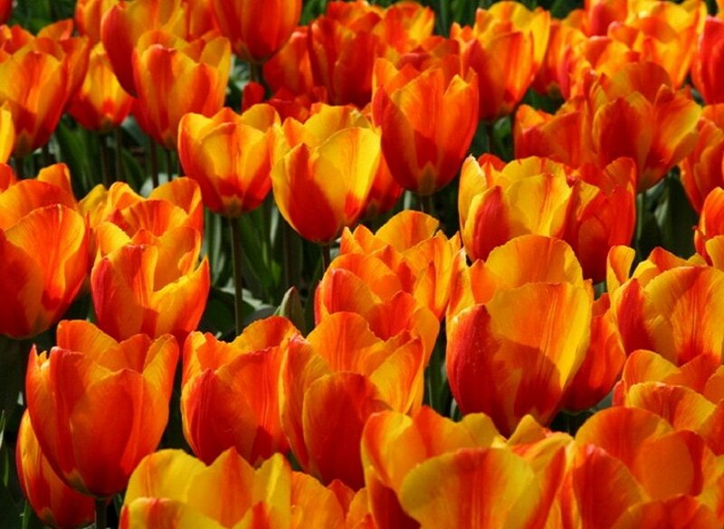 Orange and Yellow Tulips — Vibrant