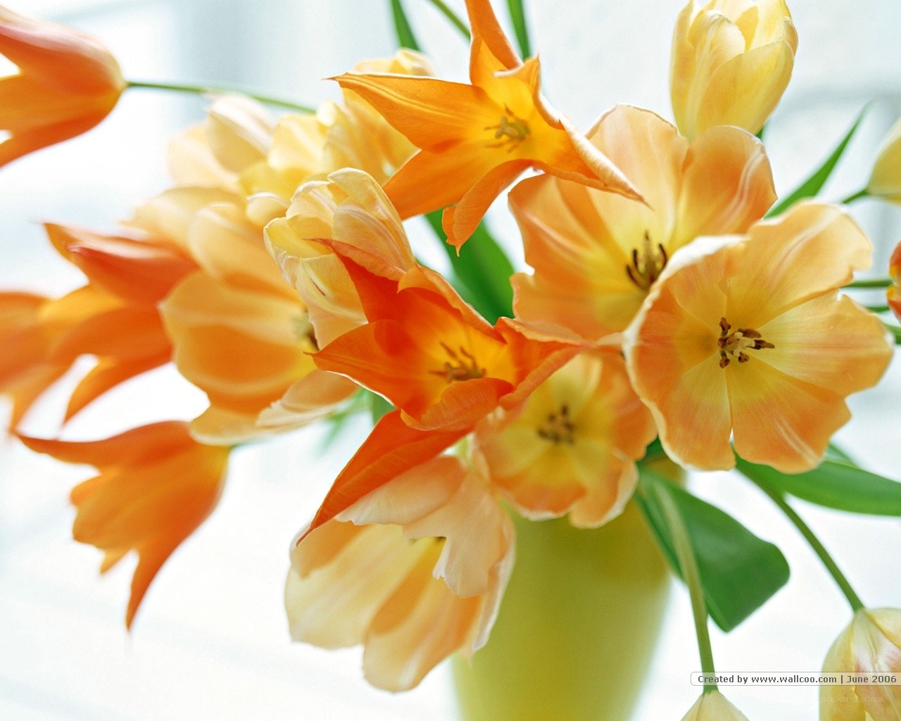orange and yellow tulips