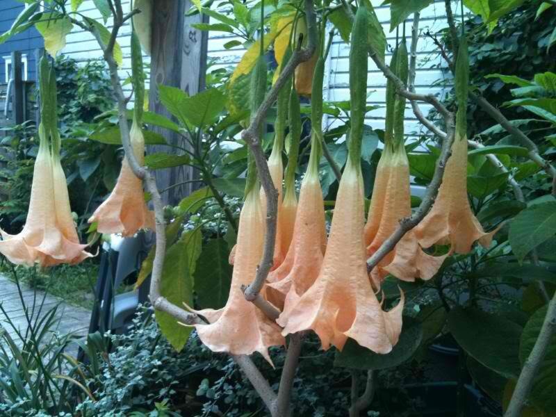 Orange Angel's Trumpet Flowers