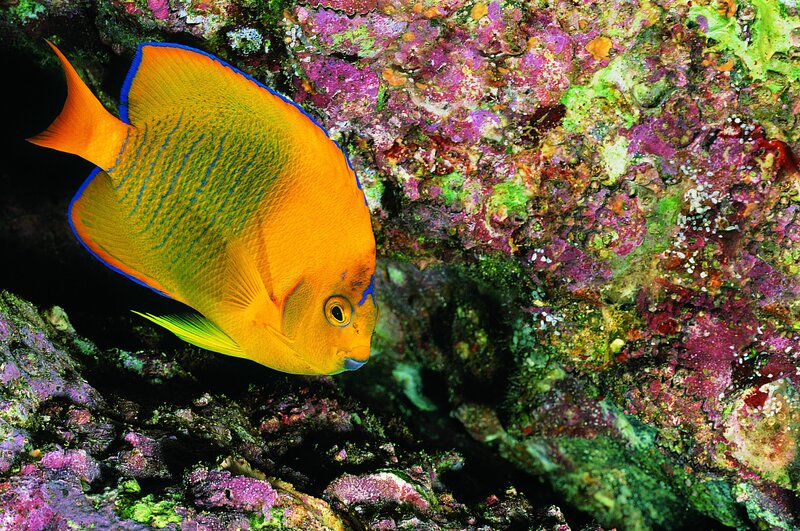 Orange Angelfish