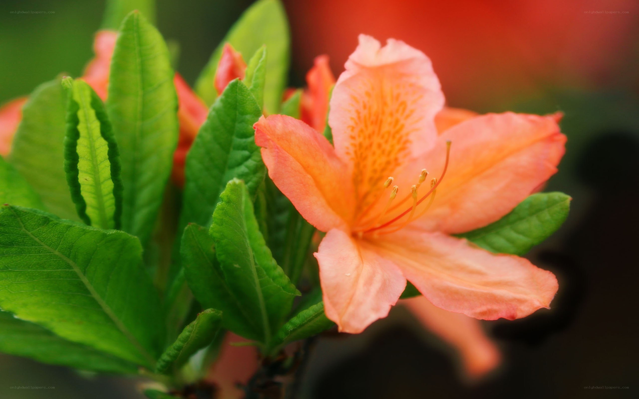 orange azalea flower close-up