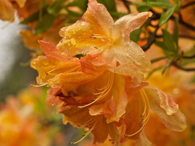 Orange Azalea Flower