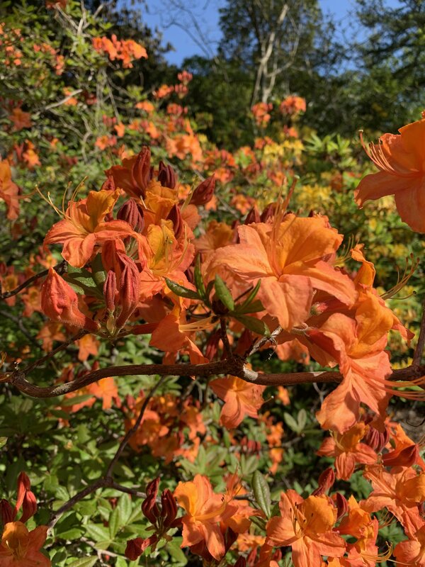 Orange Azalea Flowers — Bright